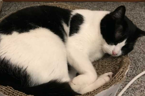 养奶牛猫的注意事项