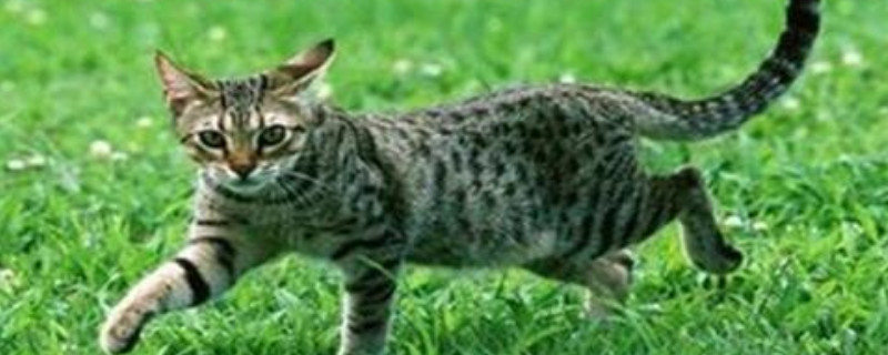 猫咪吃完就吐是什么原因