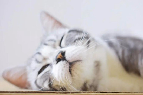 猫咪吸蚊香多久会死
