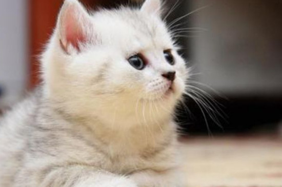 猫能喝石榴汁吗