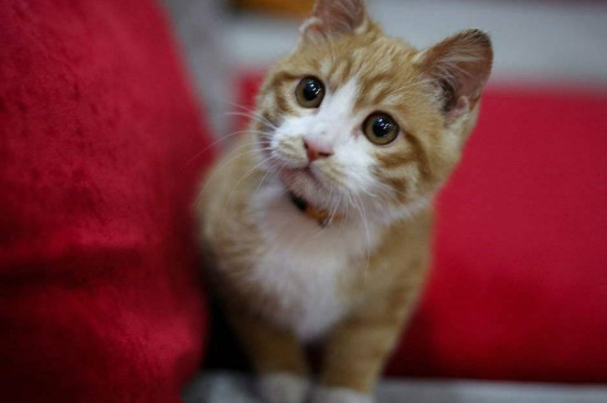 猫可不可以吃糖炒栗子
