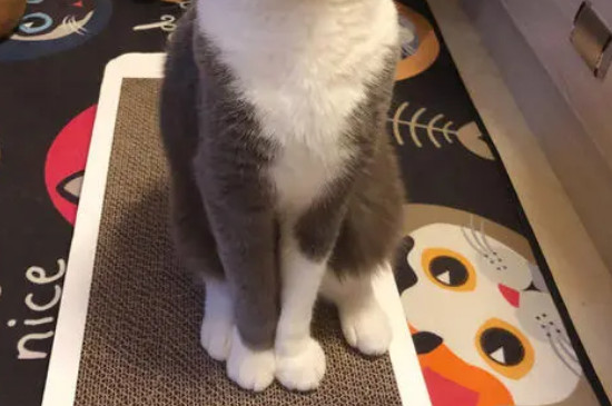 猫指甲多久剪一次,怎么剪