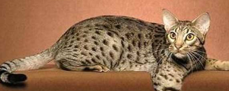 奥西猫和孟加拉豹猫区别