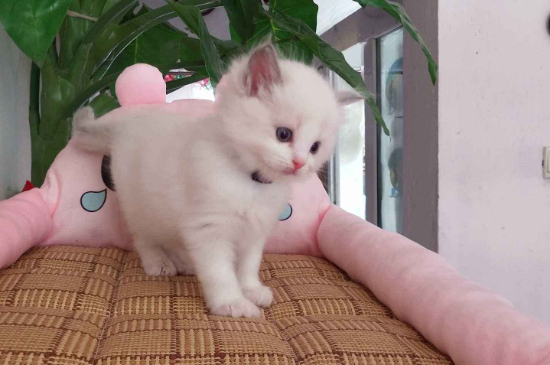布偶猫剃毛为什么变黑