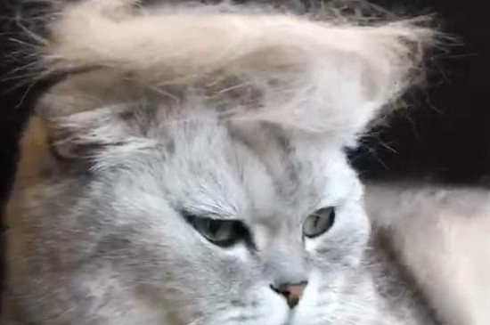 猫咪掉毛严重怎么办