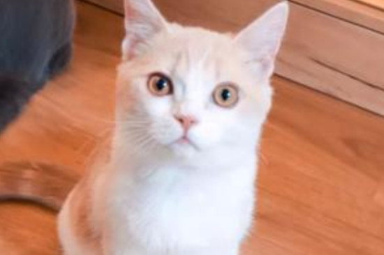 猫咪春天可以剃毛吗