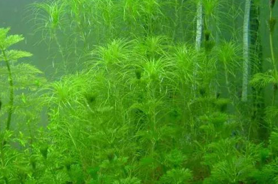 鱼缸水草长绿毛怎么办