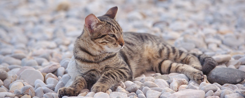 猫咪肚子有虫子的表现