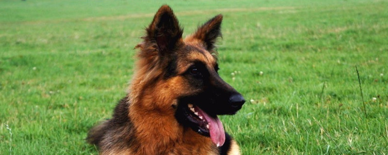 德国牧羊犬能吃犬心保吗