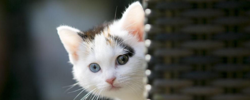 猫换新主人和新环境适应期几天?