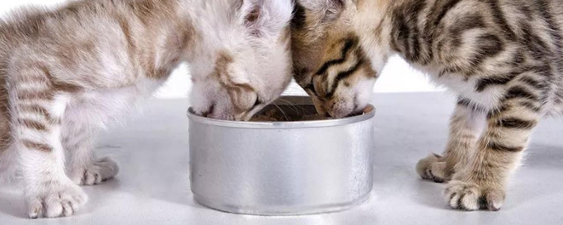 猫粮放在碗里多久过期