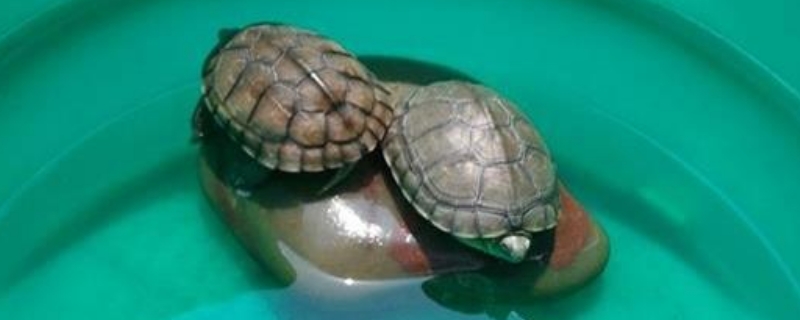 乌龟烂爪子怎么治?
