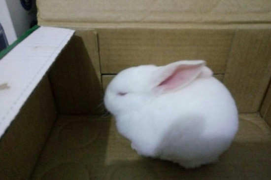 两只兔子可以养在一个笼子里吗