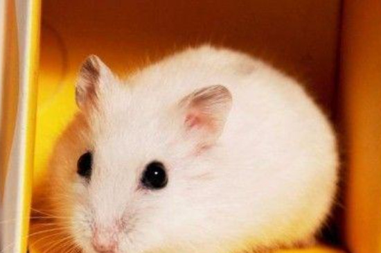 仓鼠假死僵硬多久恢复
