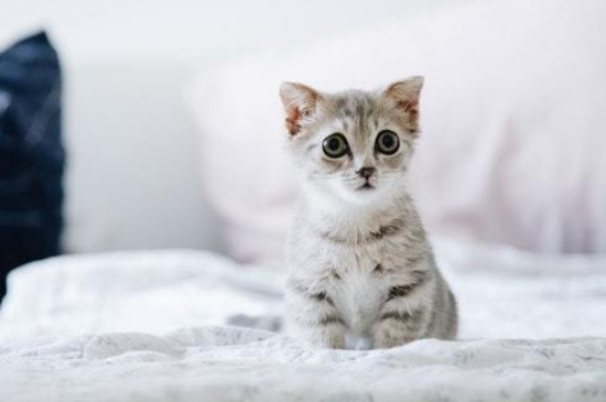 猫咪到了新环境一直叫怎么回事