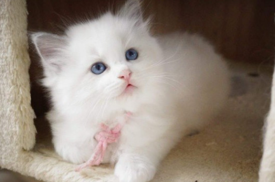 猫咪养熟了的几种表现