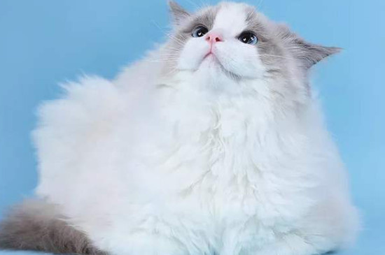 布偶猫能吃人吃的食物吗