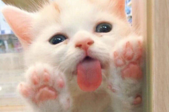 芍药猫可以接触吗