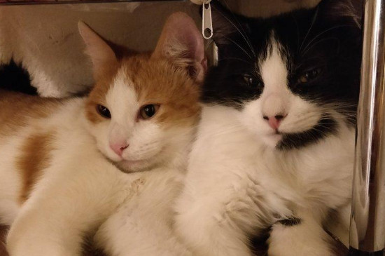 猫咪刚配完种呕吐正常吗