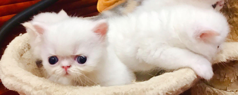 第一次养猫要注意什么