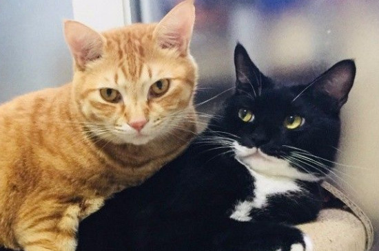 接触猫瘟的猫后人怎么消毒