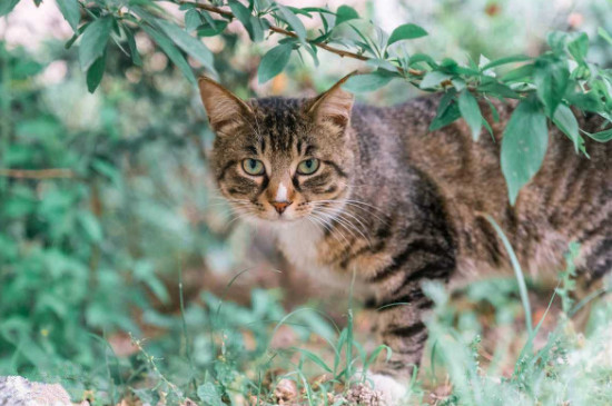 土猫认主人吗