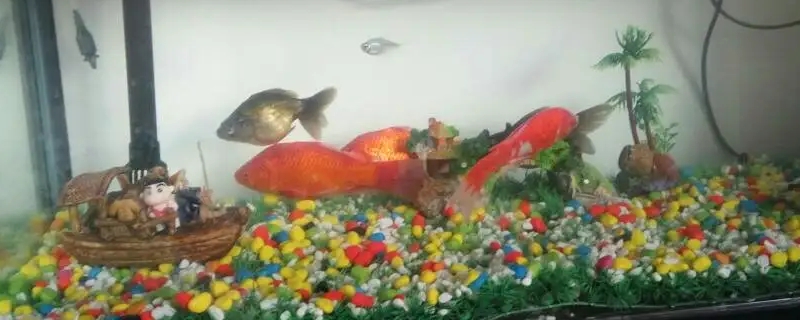 鱼缸腥味大怎么处理