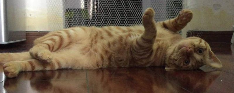 猫晚上可以睡空调房吗