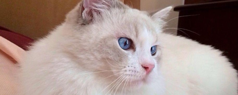 猫用尾巴扫你什么意思