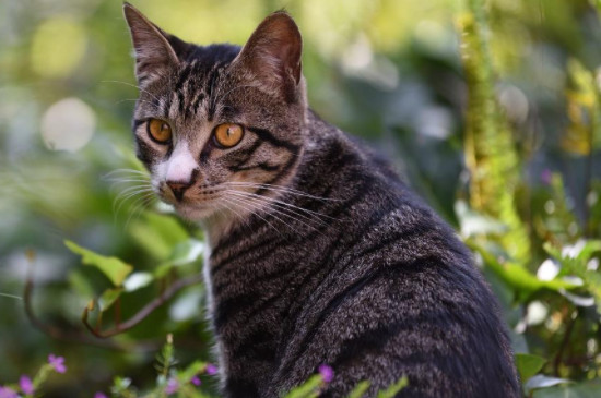 野猫冬天怎么过冬