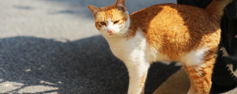 猫嘴臭是什么原因引起的
