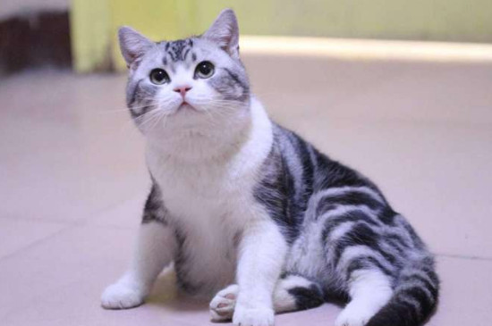 美短猫怎么养 美短猫喂养注意事项