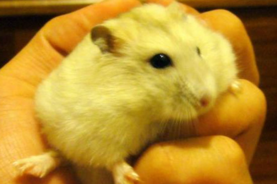 仓鼠假死僵硬多久恢复