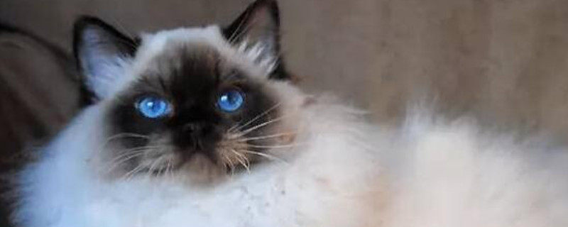 布偶猫和蓝猫配种是什么样子