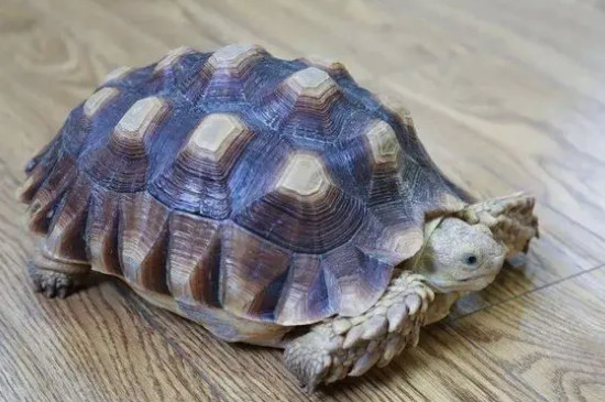 乌龟吃螃蟹吗