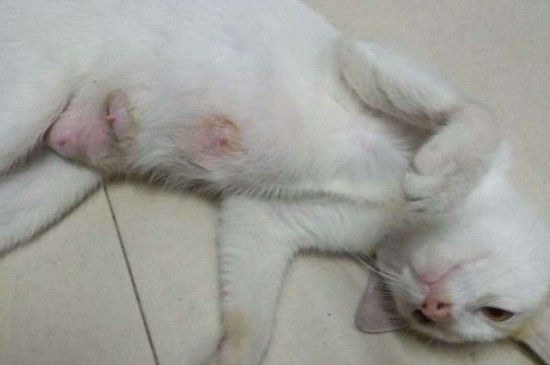 为什么母猫挤不出奶水