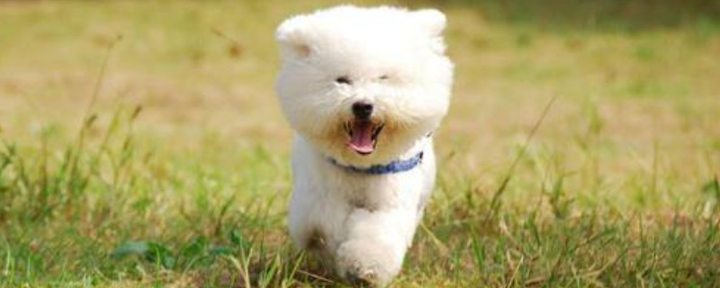 马尔济斯犬几个月定型