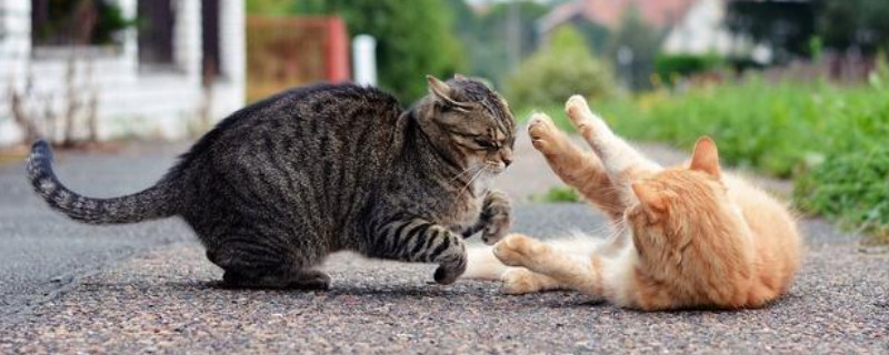 猫咪脚掌热正常吗