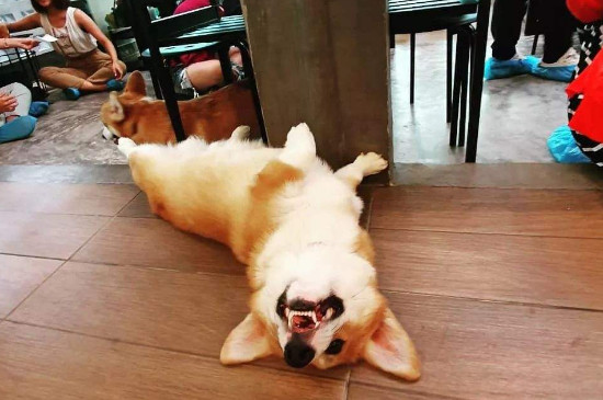 狗狗可不可以吃生的红薯