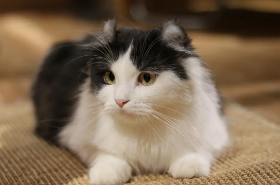 猫毛掉的严重怎么办