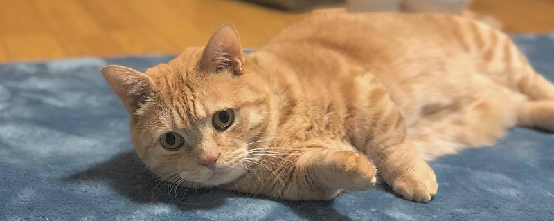平时活泼的猫突然很蔫
