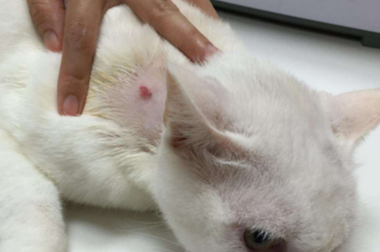 猫猫掉毛很厉害怎么回事