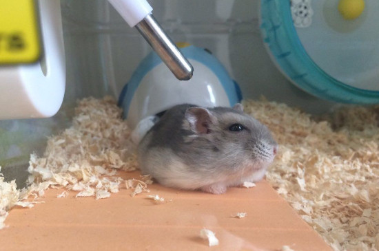 仓鼠毛湿漉漉的怎么办