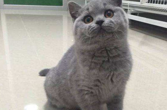 猫咪拉稀呕吐怎么回事