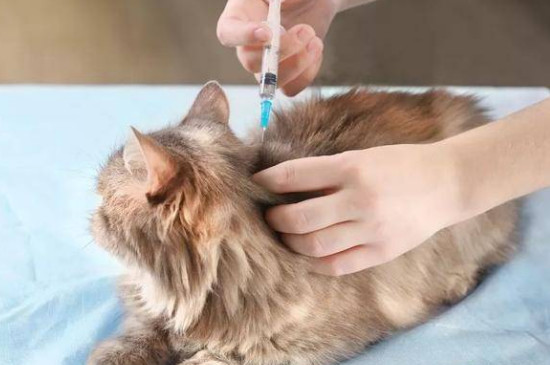 猫咪对花过敏吗