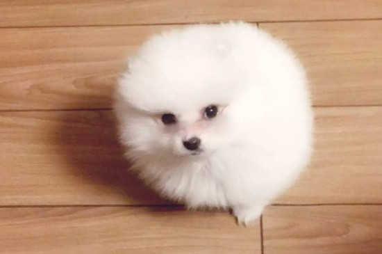 博美犬怎么喂养