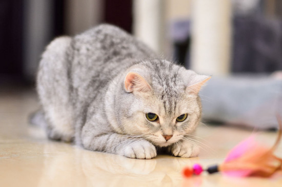 猫开心的表现是什么