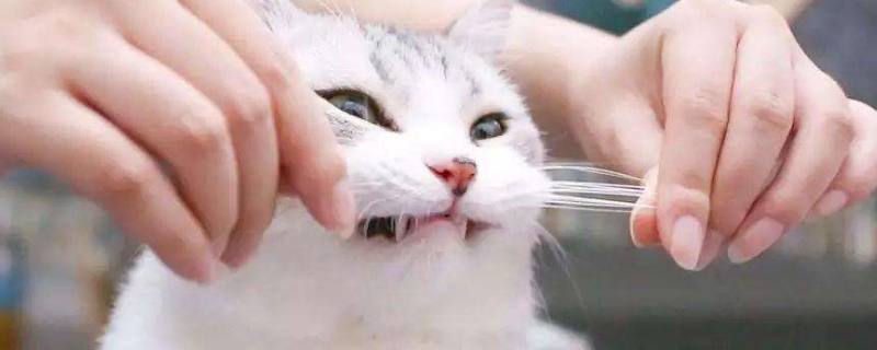 猫胡须可以剪吗