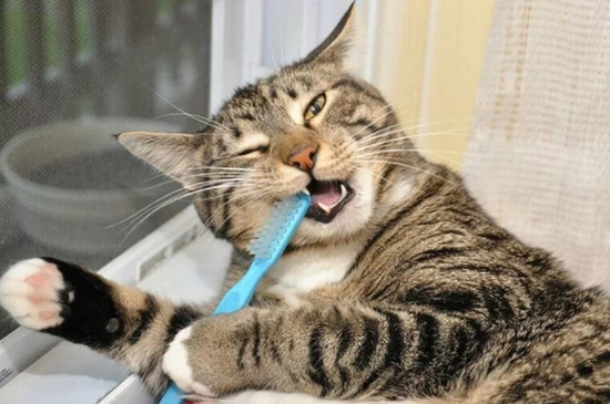 猫牙断了怎么办