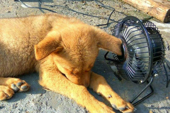 狗狗能吹电风扇睡觉吗